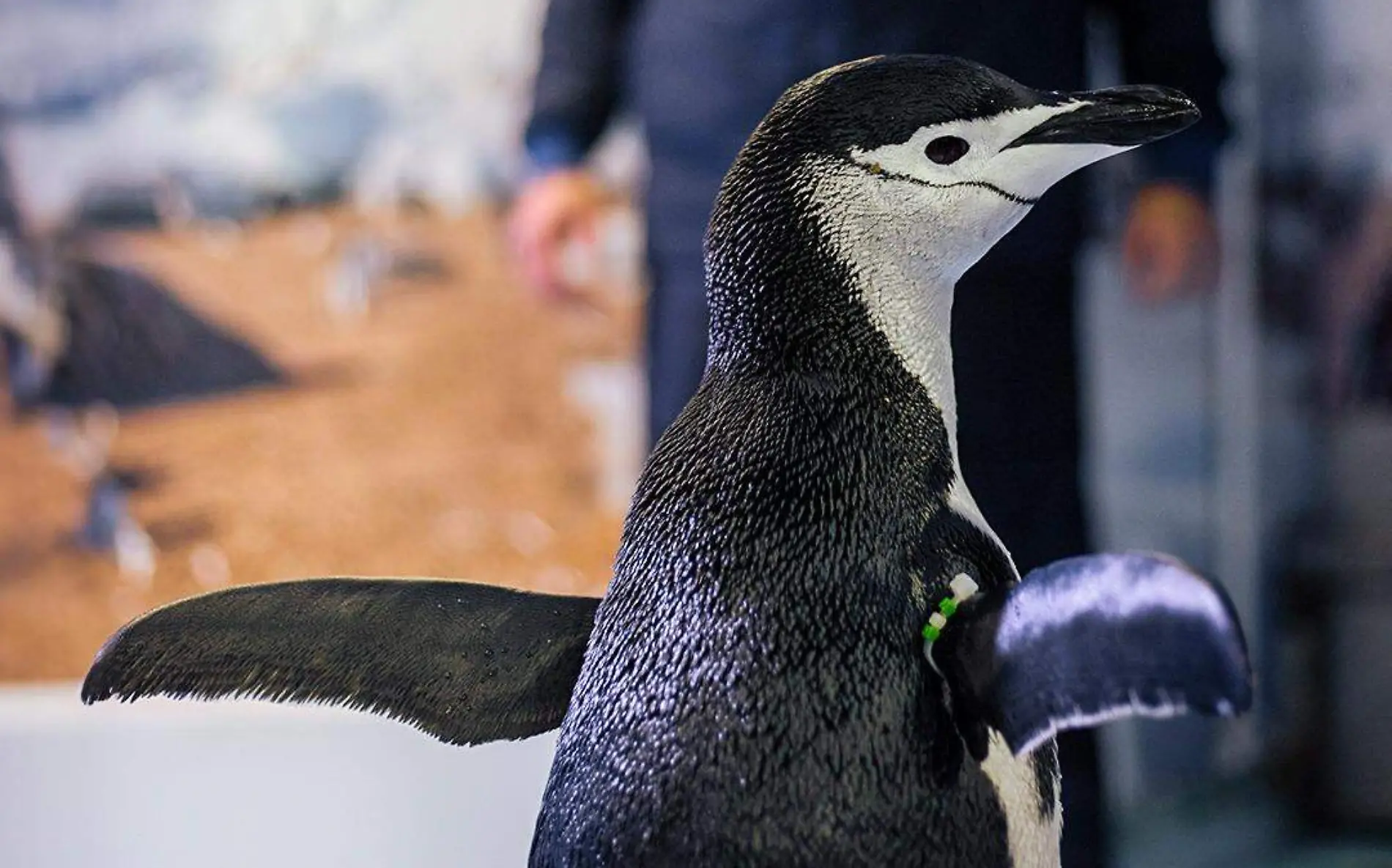 Pingüinos en Guanajuato